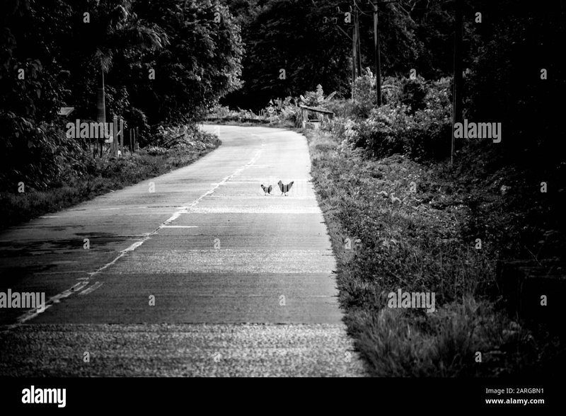 Image: Descubre El Mónstro del Camino del Pollo en España con Juego Online