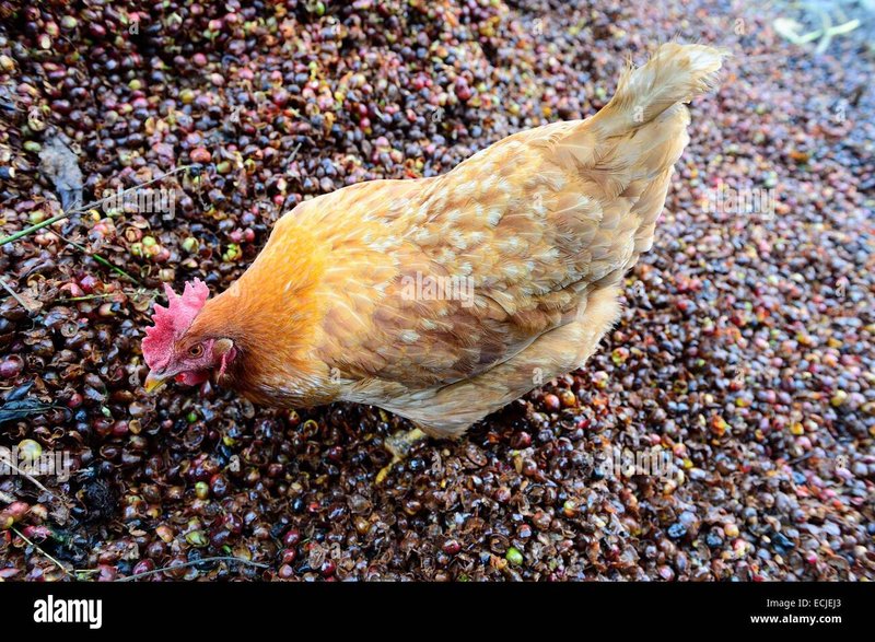 Chicken road oficial in Spain
